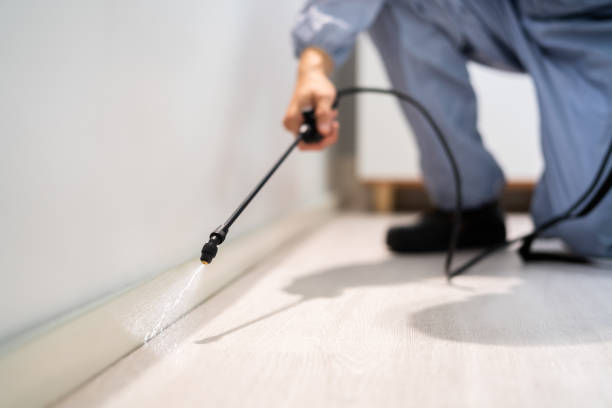 Licensed Ant Control service in Santa Barbara, CA - Nex Pest Control